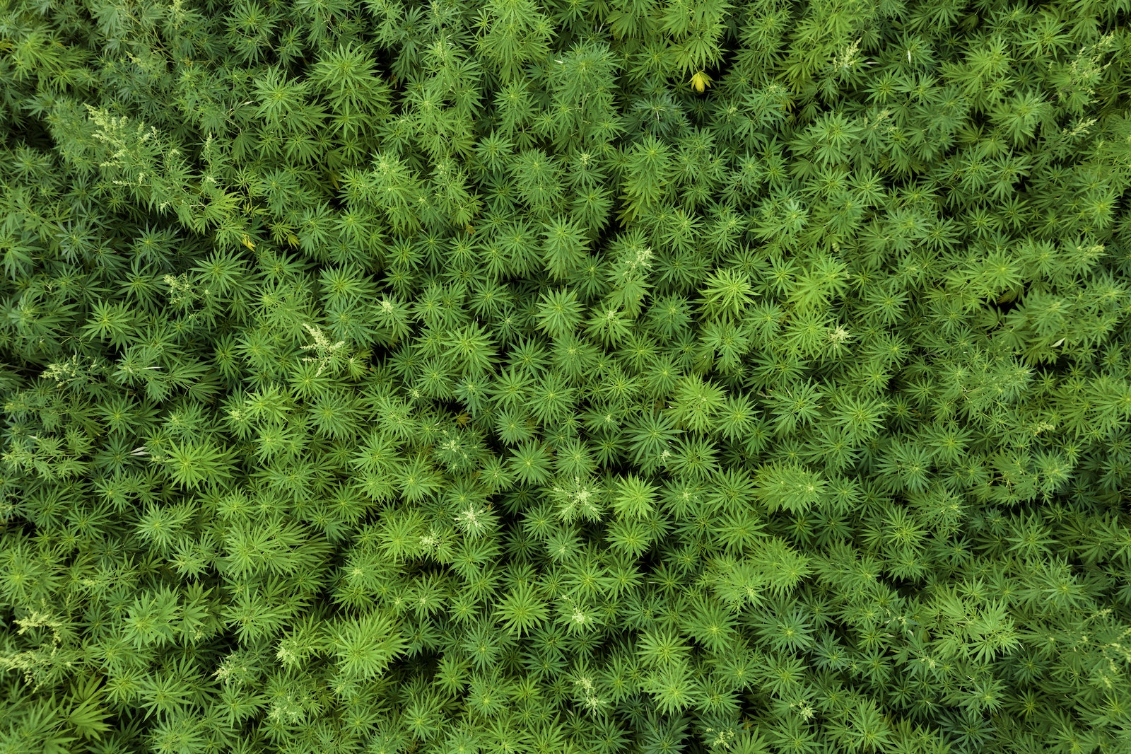 Green Plants in the Garden