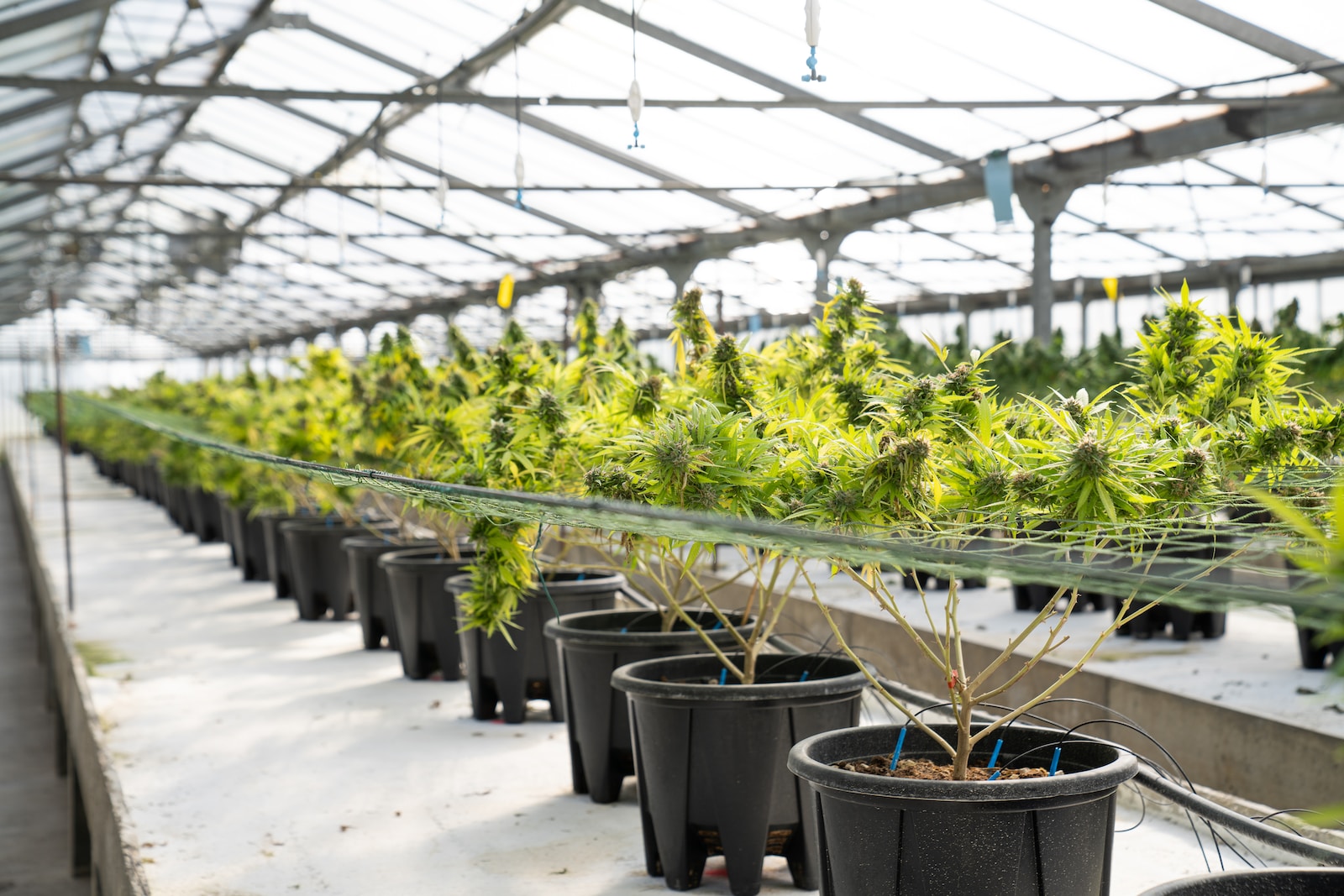 a row of potted plants in a greenhouse