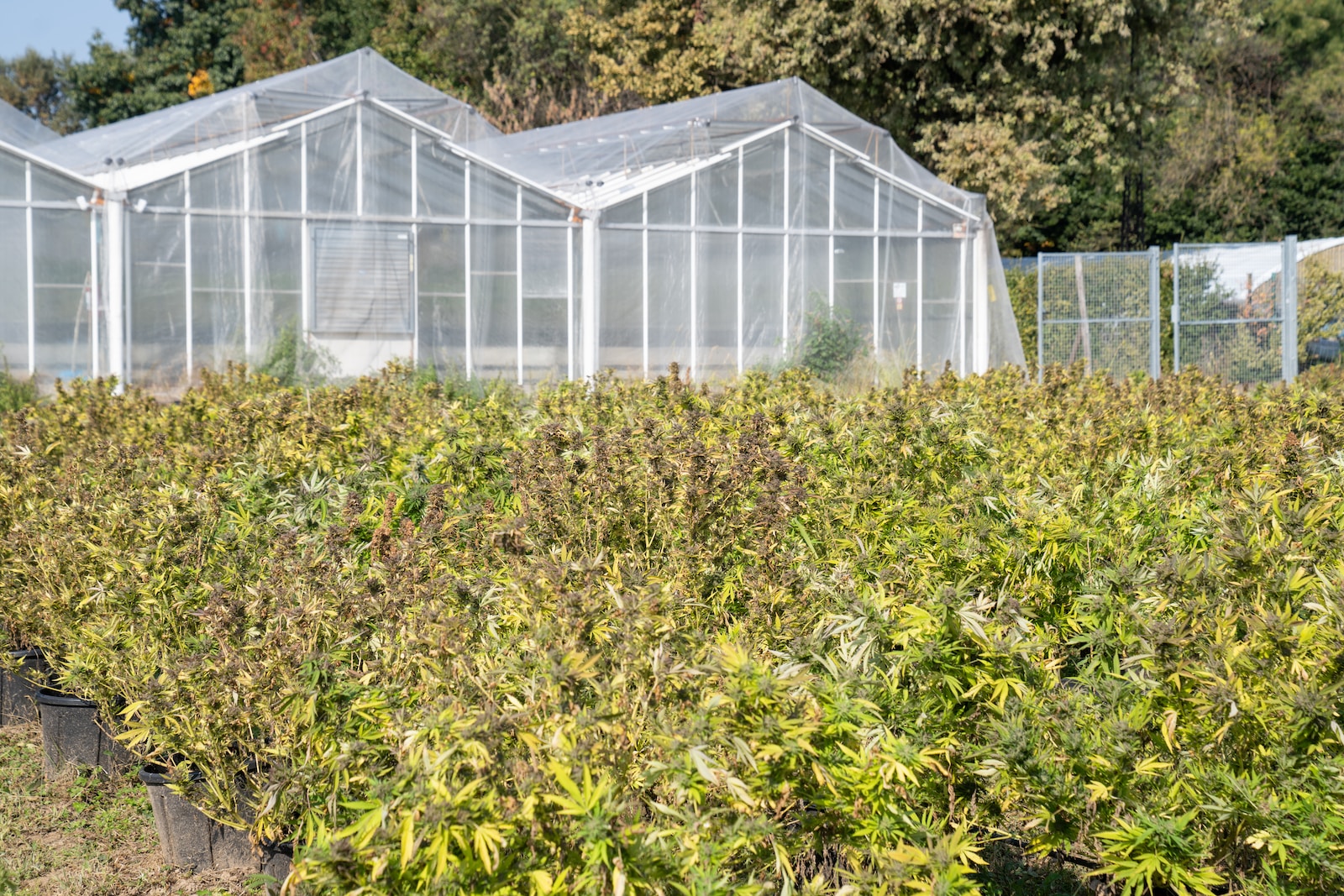 a row of greenhouses filled with lots of plants