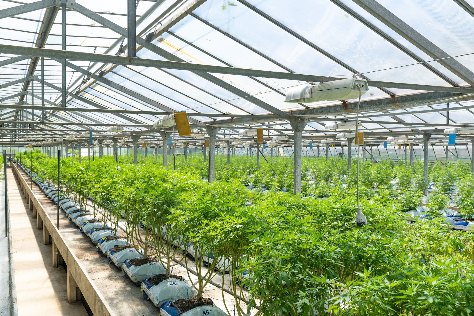 green plants on greenhouse during daytime